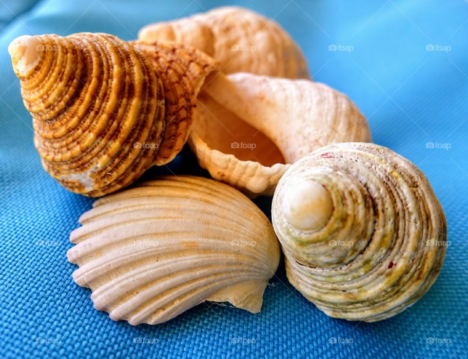 Conch and scallop seashells