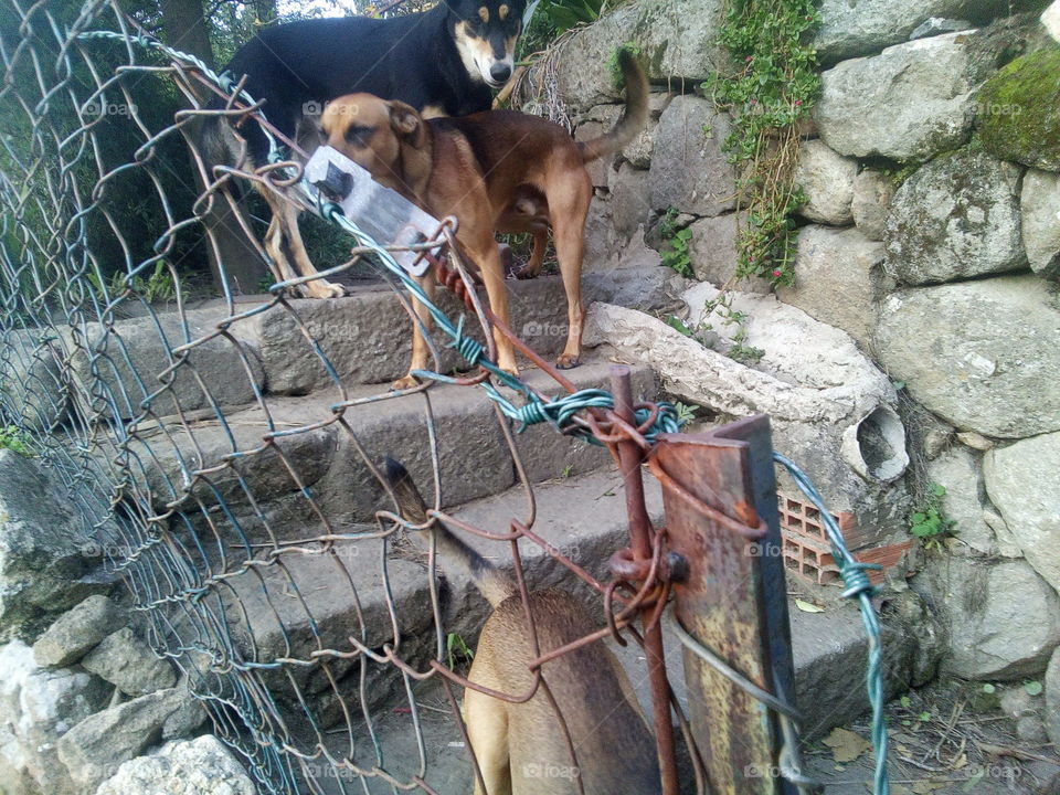 Dogs standing on staircase near wire fence
