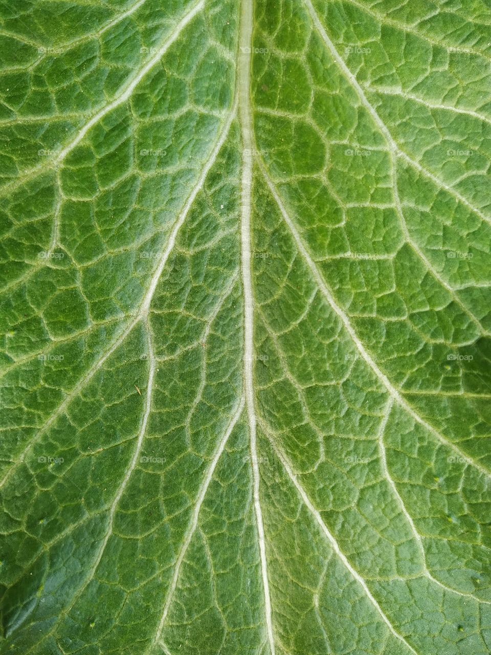 Full frame shot of green leaf