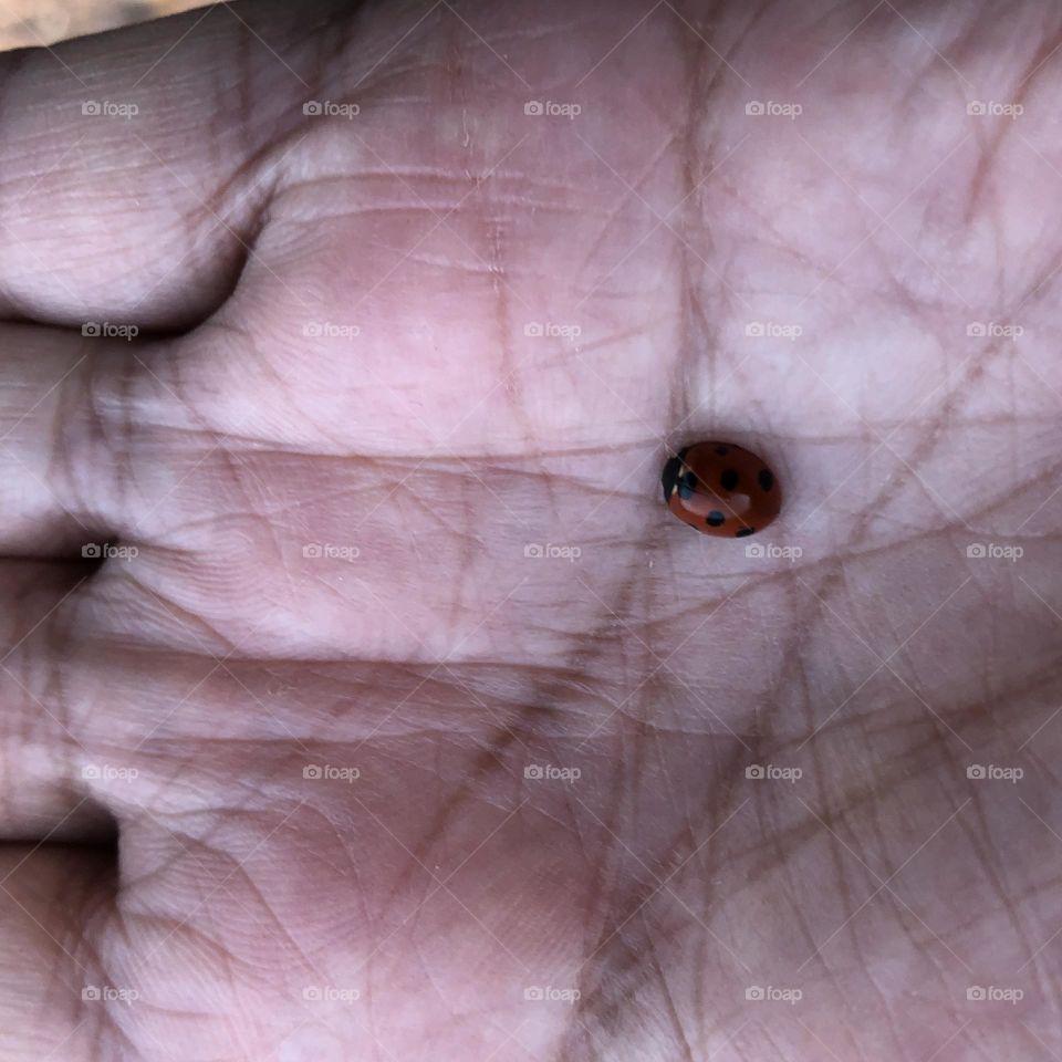 Beautiful ladybug in my hand.