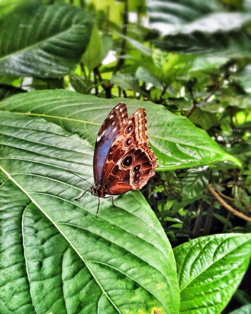 plants nature close butterfly by yeadon
