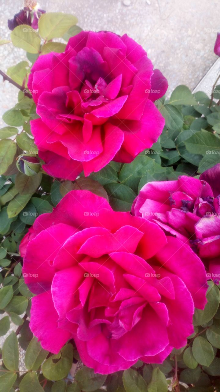 Rosas flor color garden