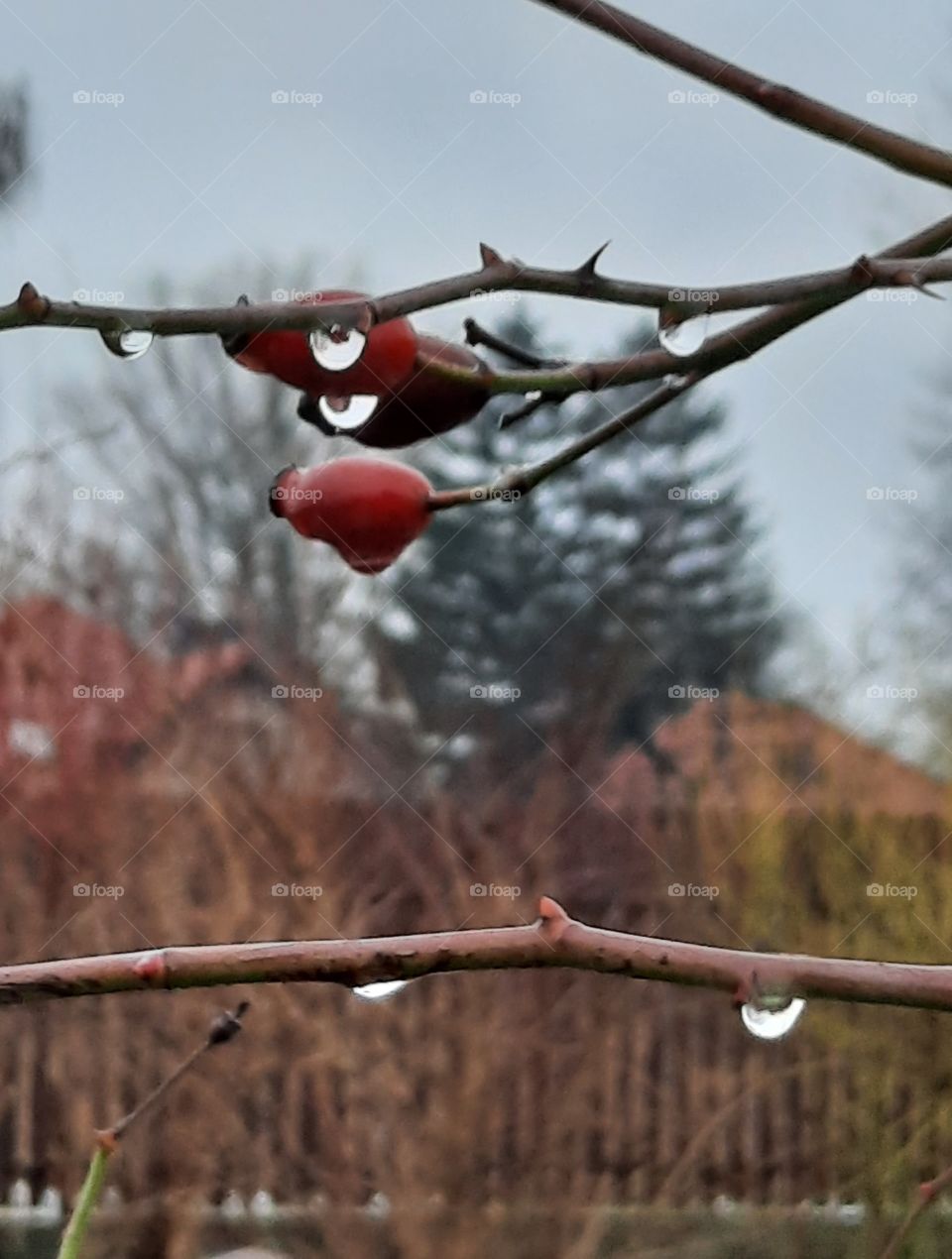 winter garden after thaw with rose hips and rain drops
