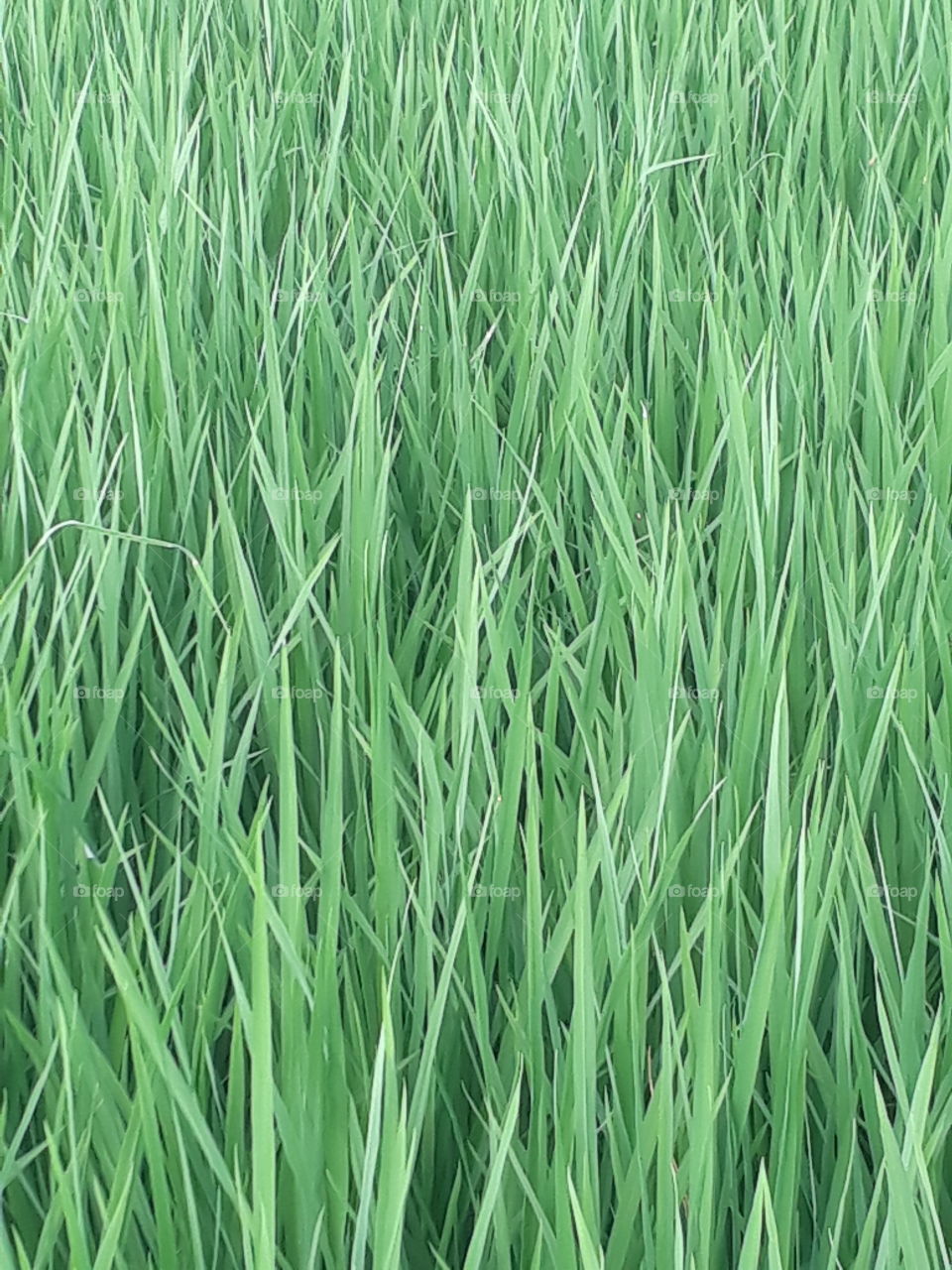 beautiful Purdy filled in Indian village