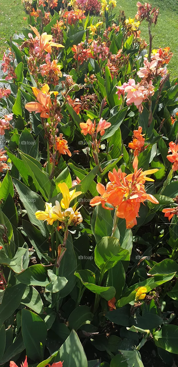 flowers in the park