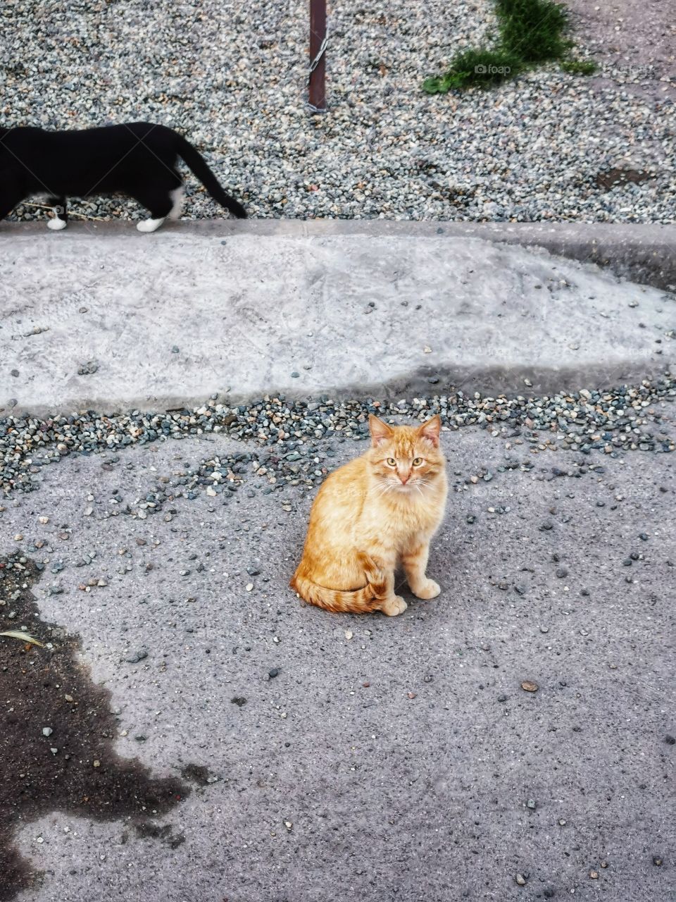 Cat outdoor street alone homeless Red Black White