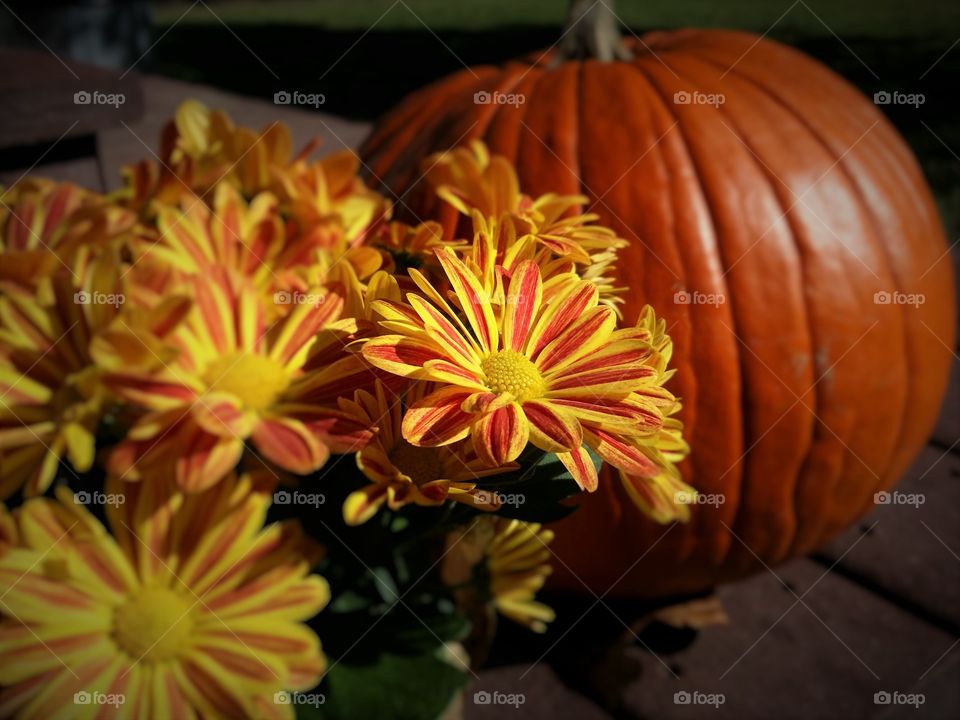 Fall Flowers