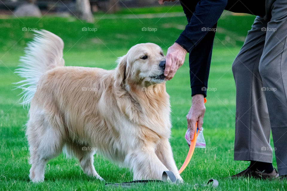 Furry friend getting a treat from catching ball