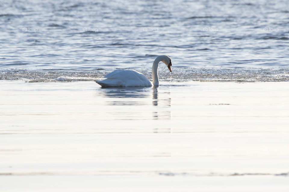 Beautiful white swan swimming in icy water at sea in winter  - vit svan simmar i isigt hav en fin vinterdag