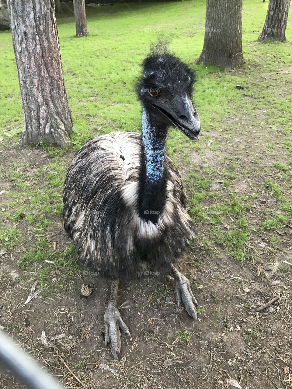 Emu