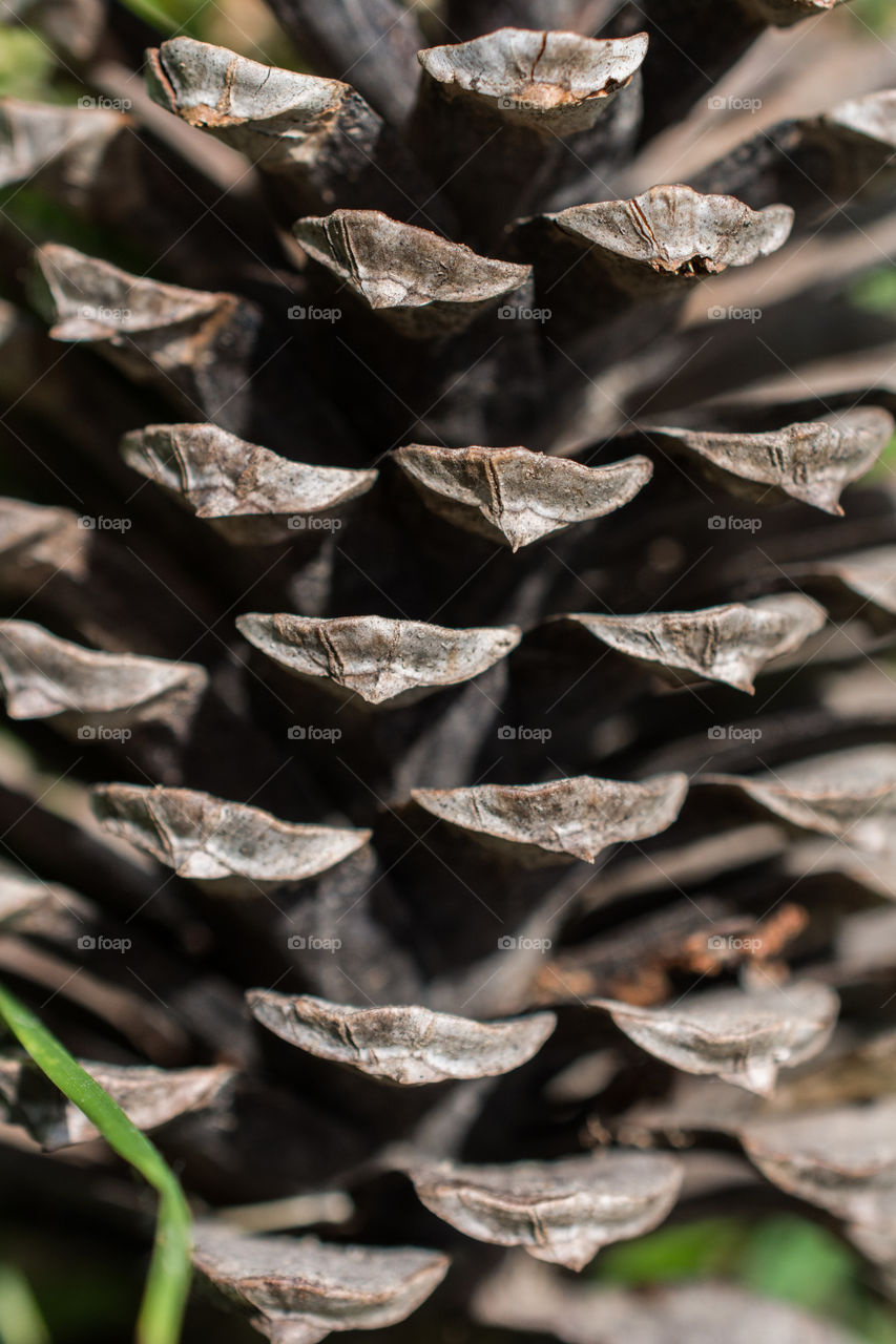 Close Up Pine Cone Texture 