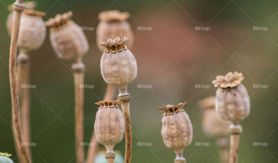 Close-up of dry poppy plant