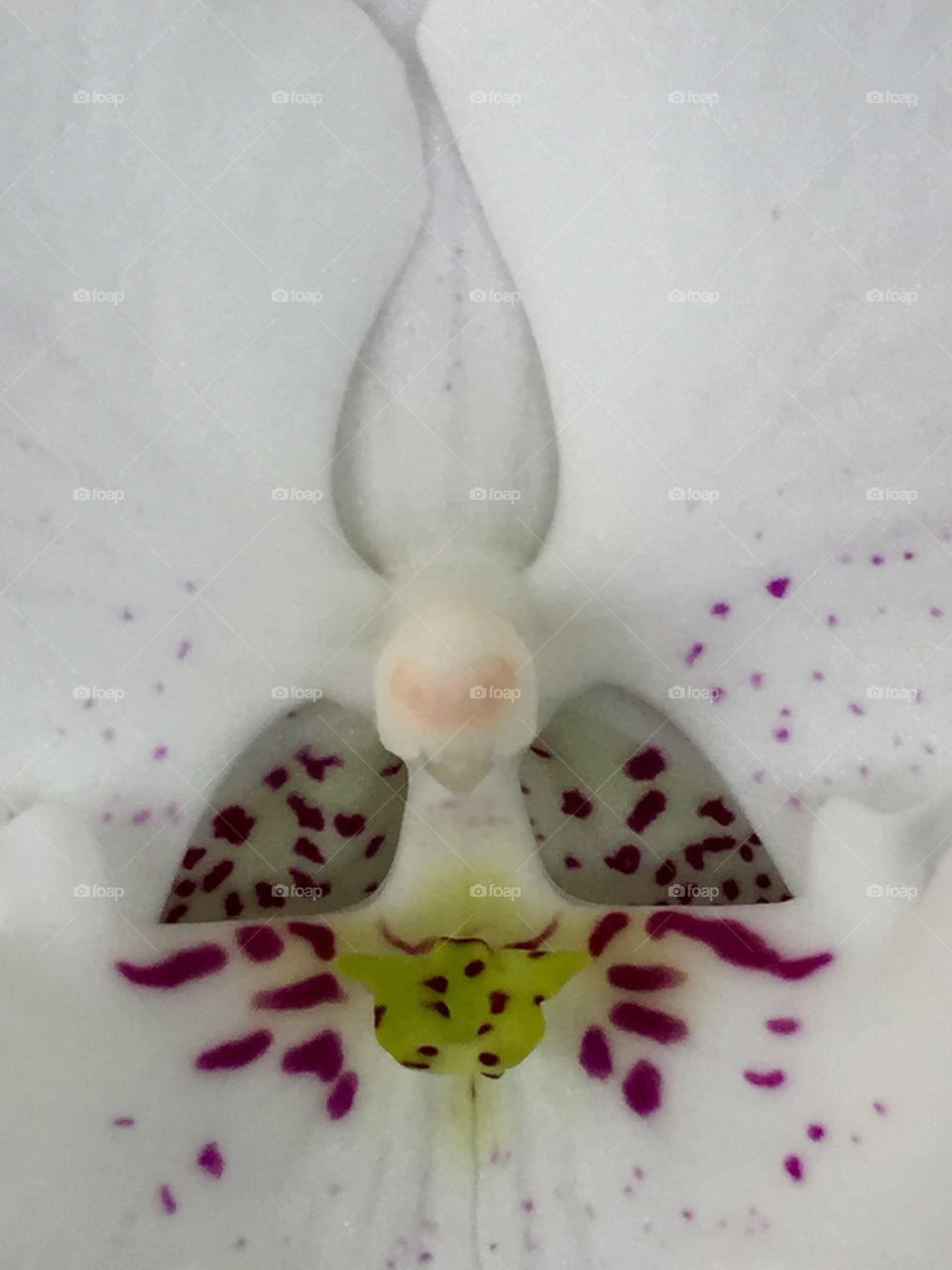 Heart of the Orchid 