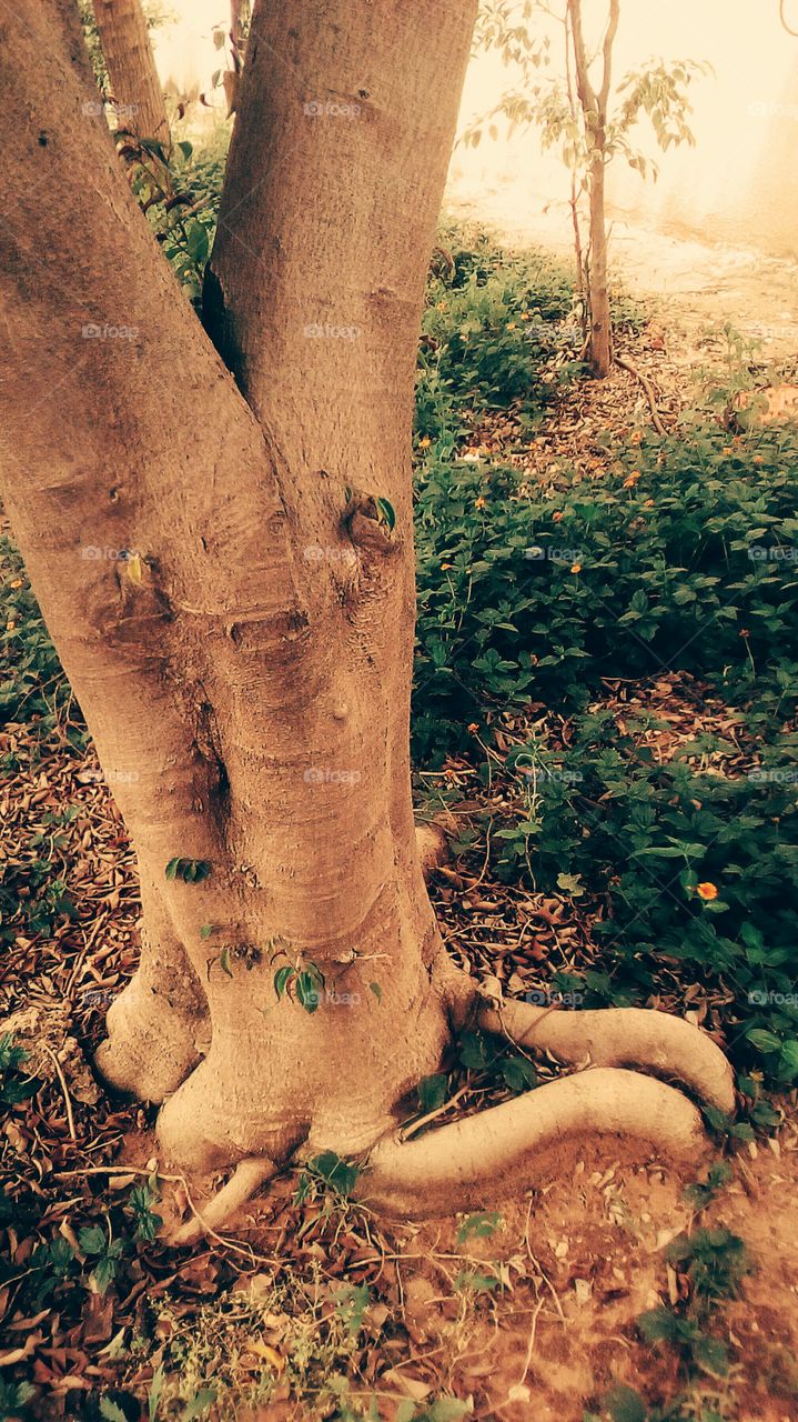 Interesting tree with special trunck form