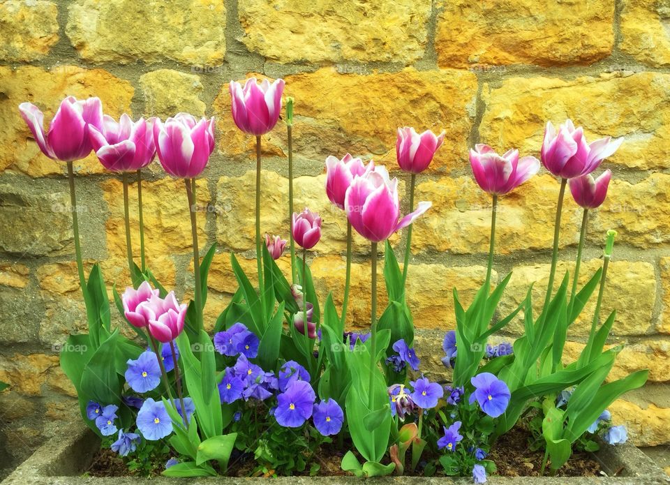 A Row Of Tulips
