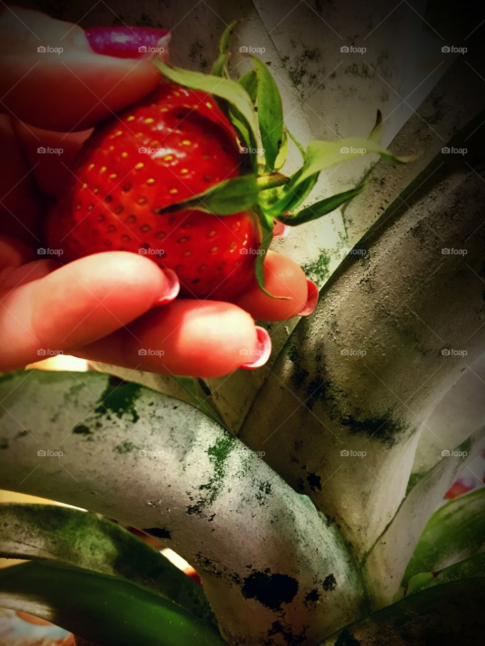 Picking strawberries 