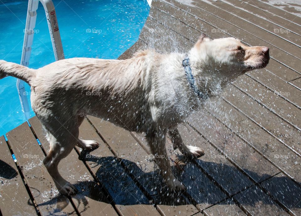 Yellow Labrador shaking its fur after swimming 