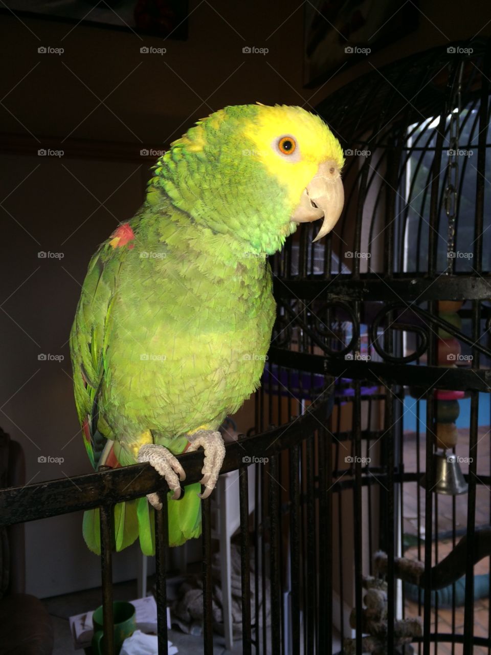 Our beloved Amazon parrot