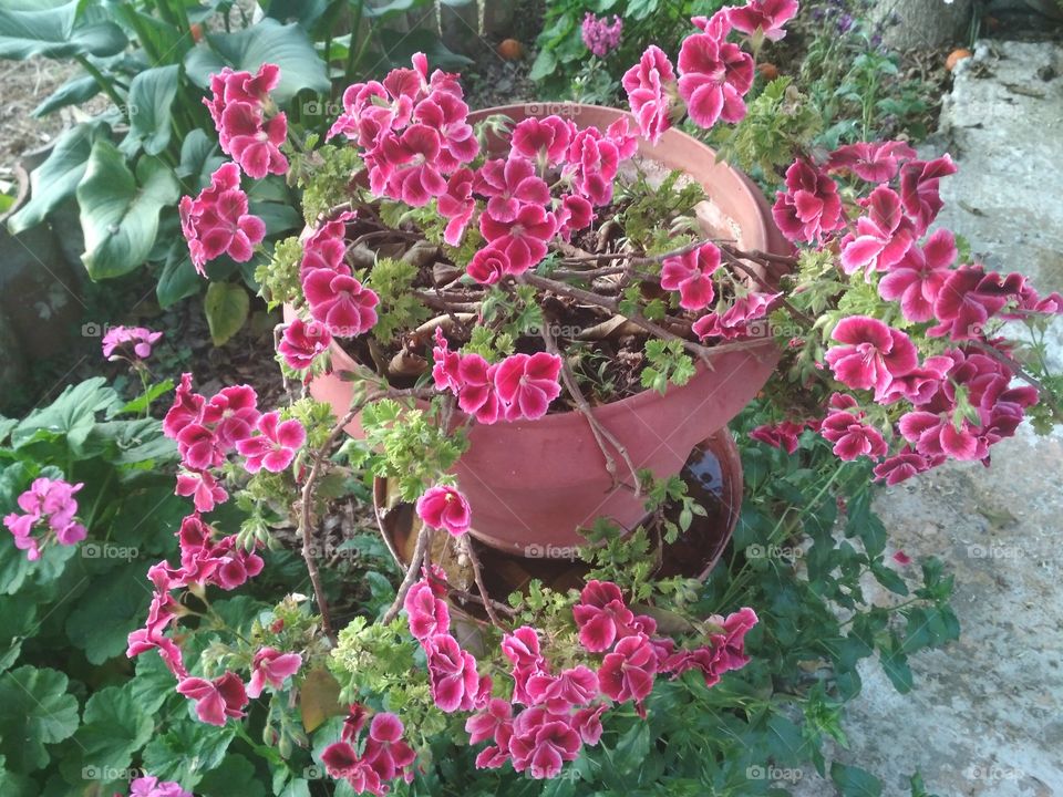 spring geranium