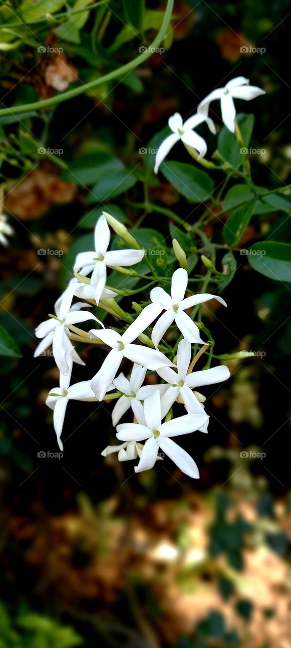 flowers and plants