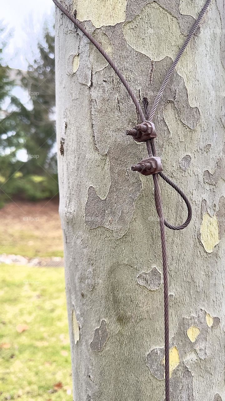 Metal wire hanging on tree branch.