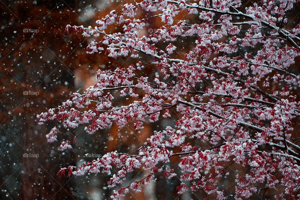 Cherry tree flowers and branches covered with melting wet snow during a sudden and unexpected snow storm in May in Helsinki, Finland.