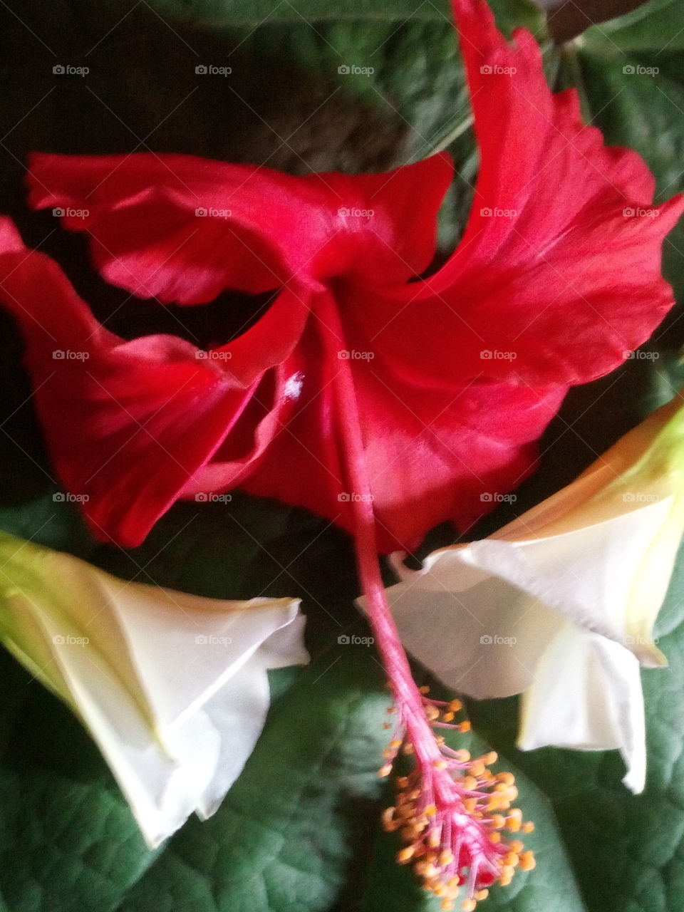 red and white flowers