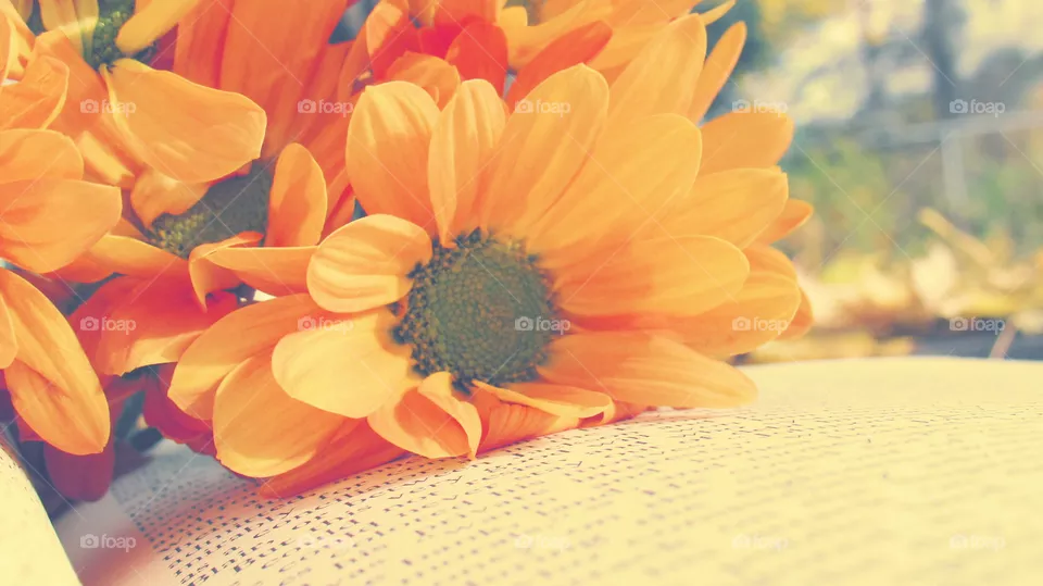 Daffodils on book