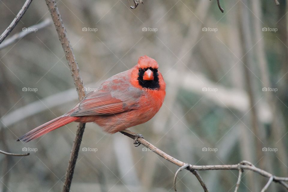 Cardinal in Central Park