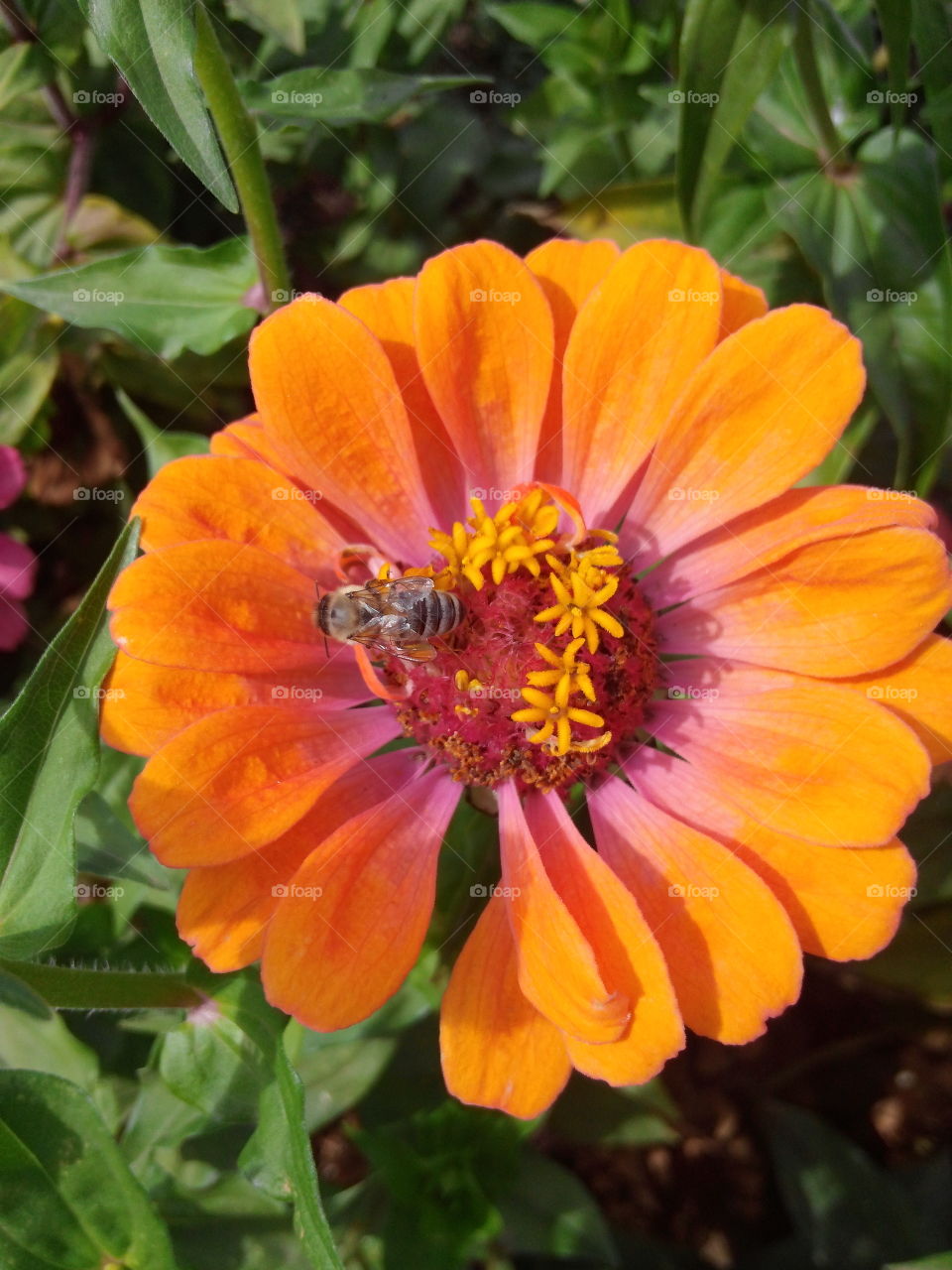 Bee on a flower