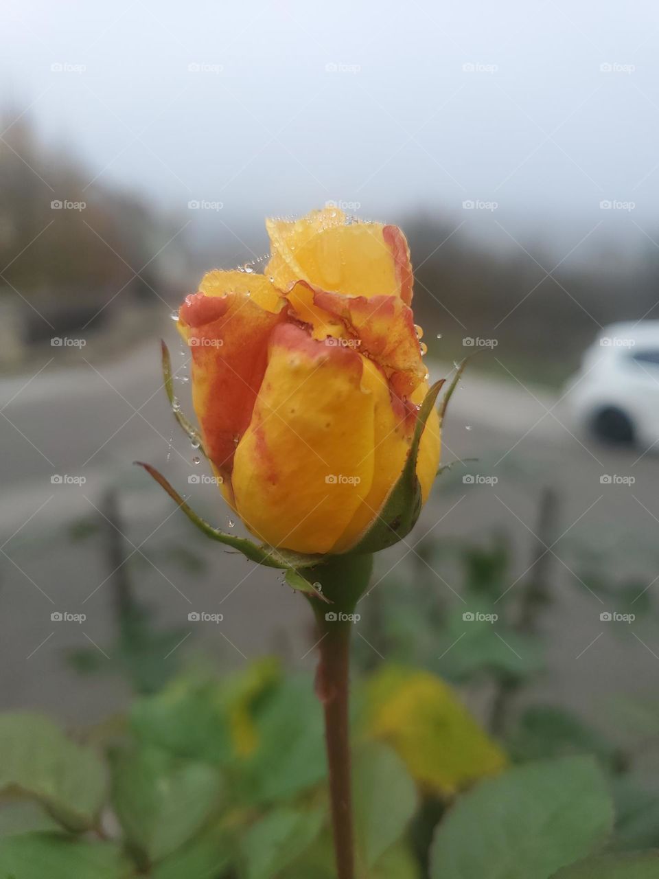 A yellow rose in the morning with small waterdrops