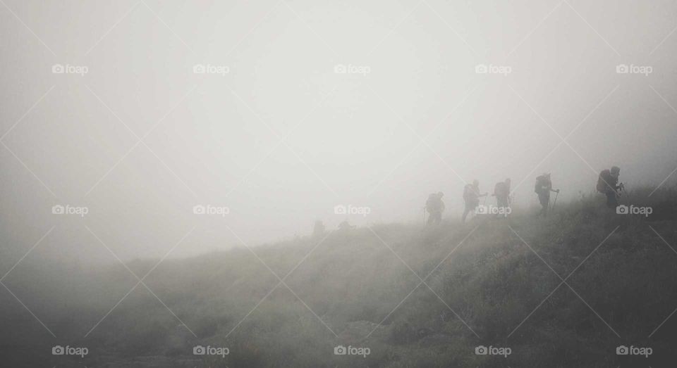 Fog, Landscape, Mist, Silhouette, Tree