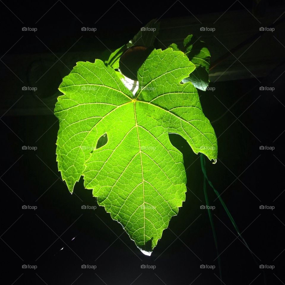Luminated grape leaf