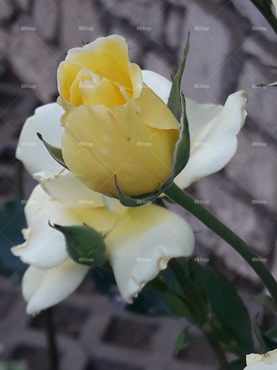 yelow rose