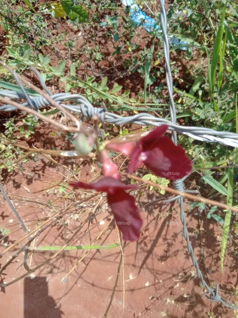 Your  Best  Macro Shot Florzinha bela, cor forte com formato de borboleta