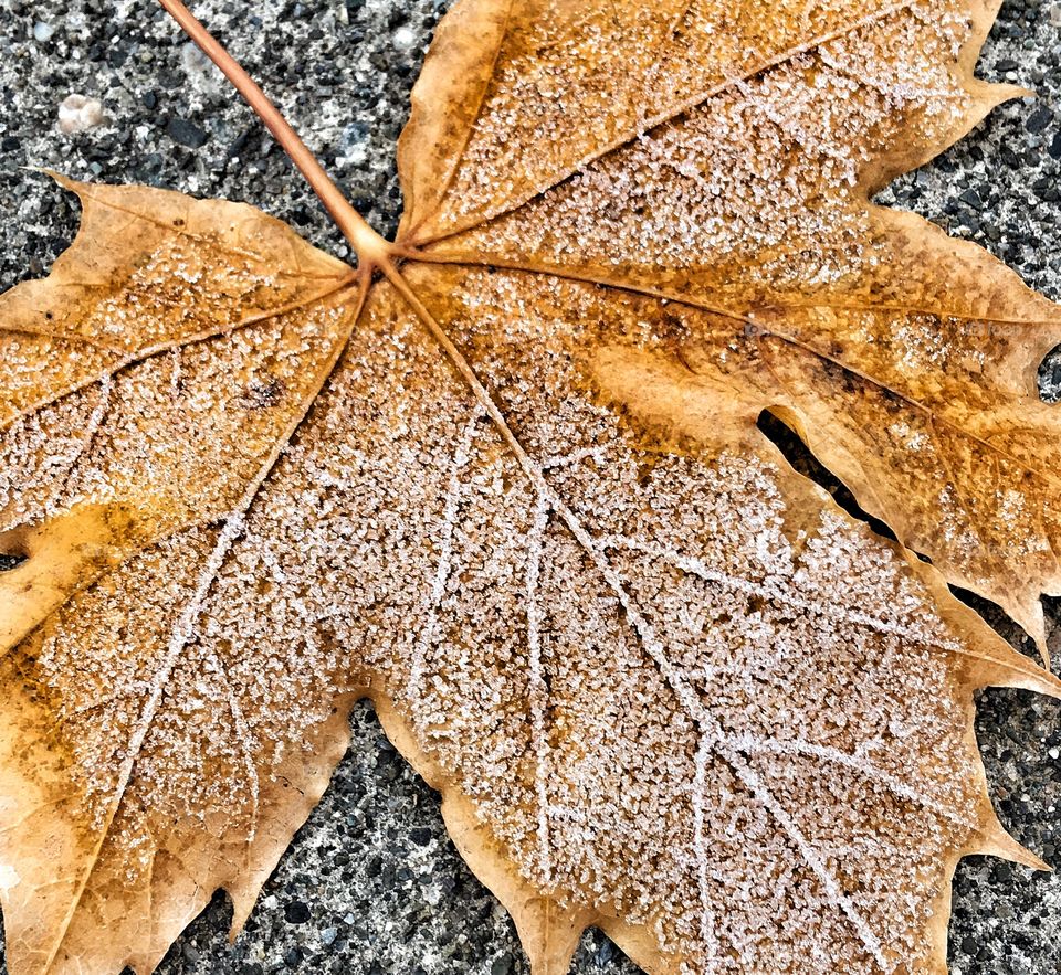 Frosty leaf