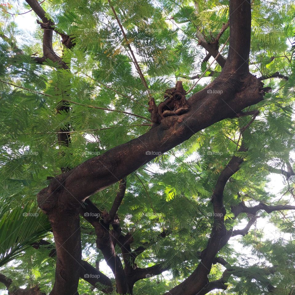 old and big tree that can be used for shade