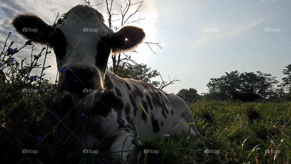 Cow, Mammal, Farm, Cattle, Agriculture