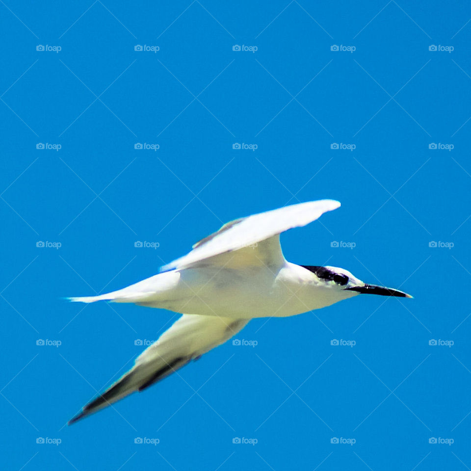 Flaying seagull , yucatan native