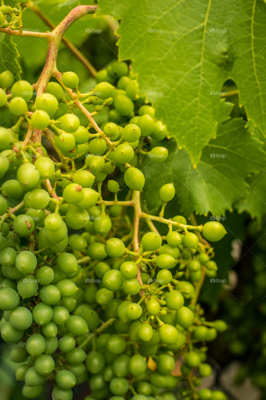 green grapes