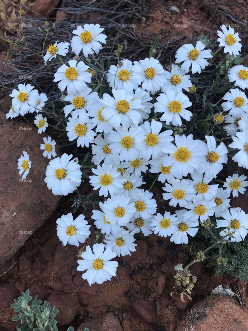 Sedona wildflowers 