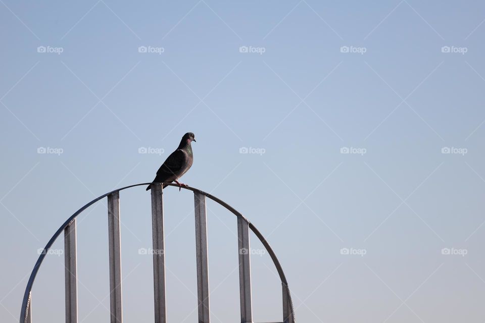 Pigeon on iron gate 