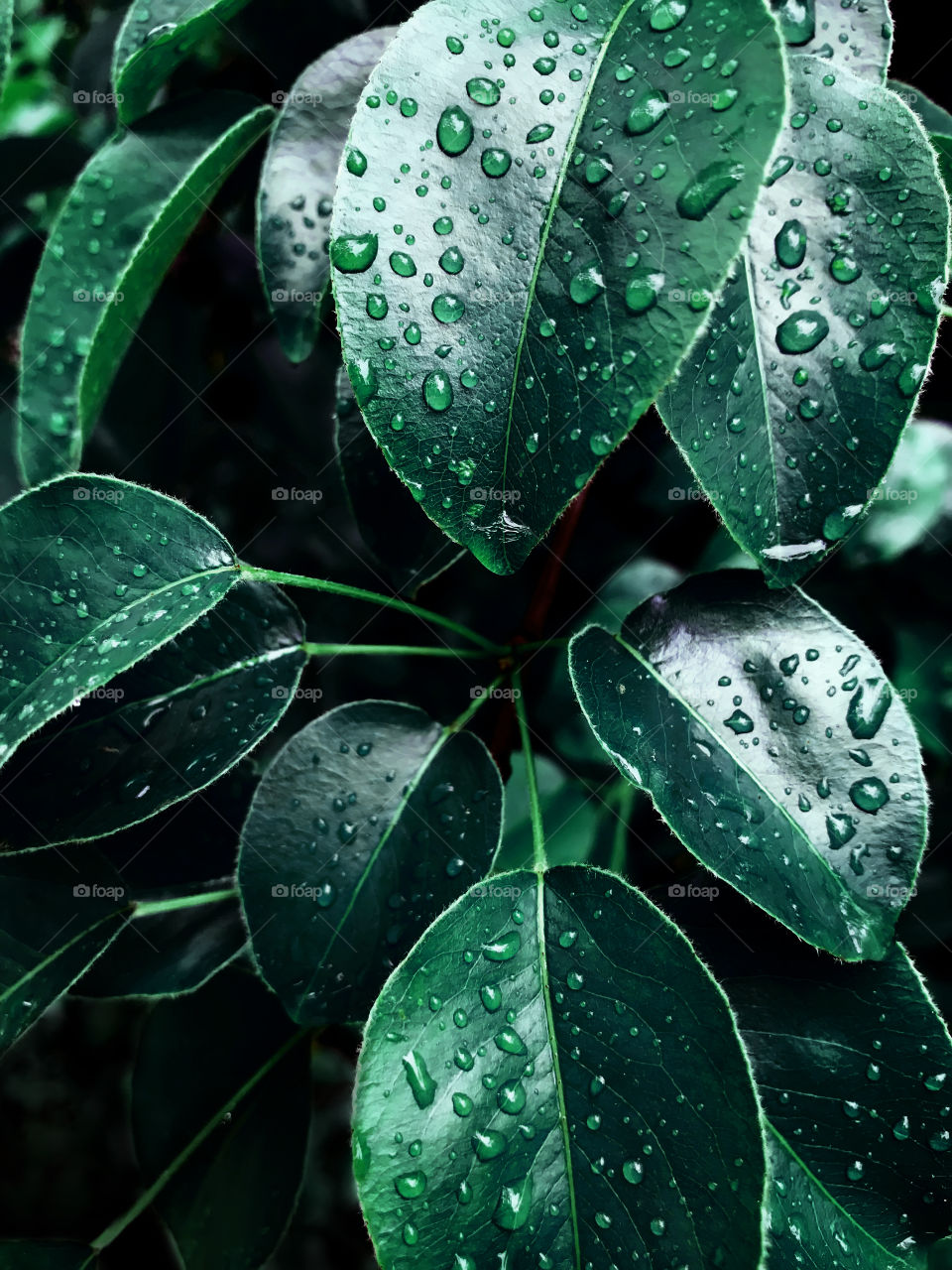 Green wet leaves after the rain 