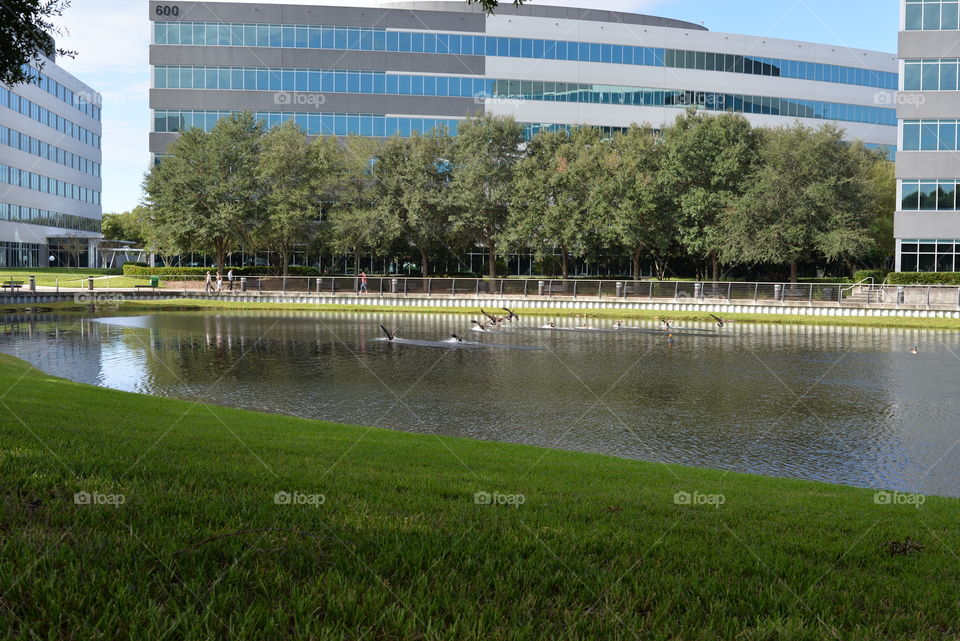 Birds Landing in Pond