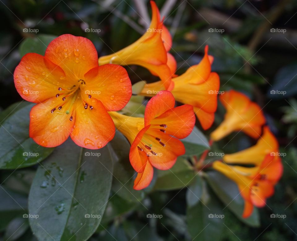 Flowers at conservatory of flowers, San Francisco