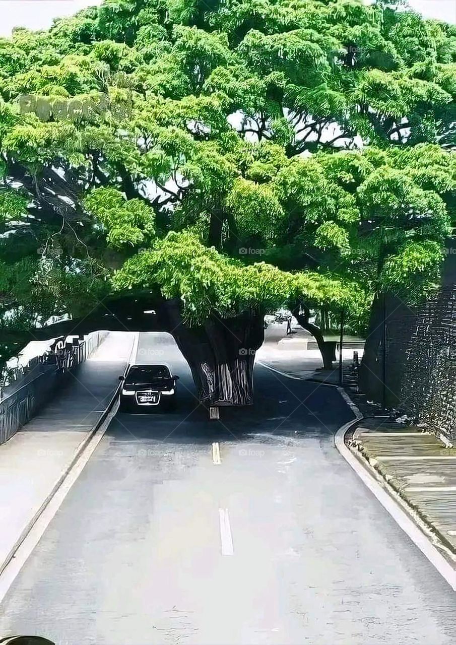 Glory be to God, the magnificent and picturesque view and the natural green trees are a view that is nothing more wonderful than it