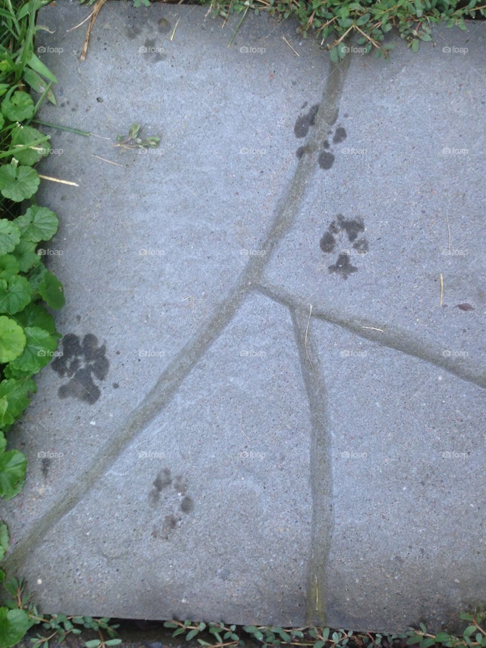 Paw prints 