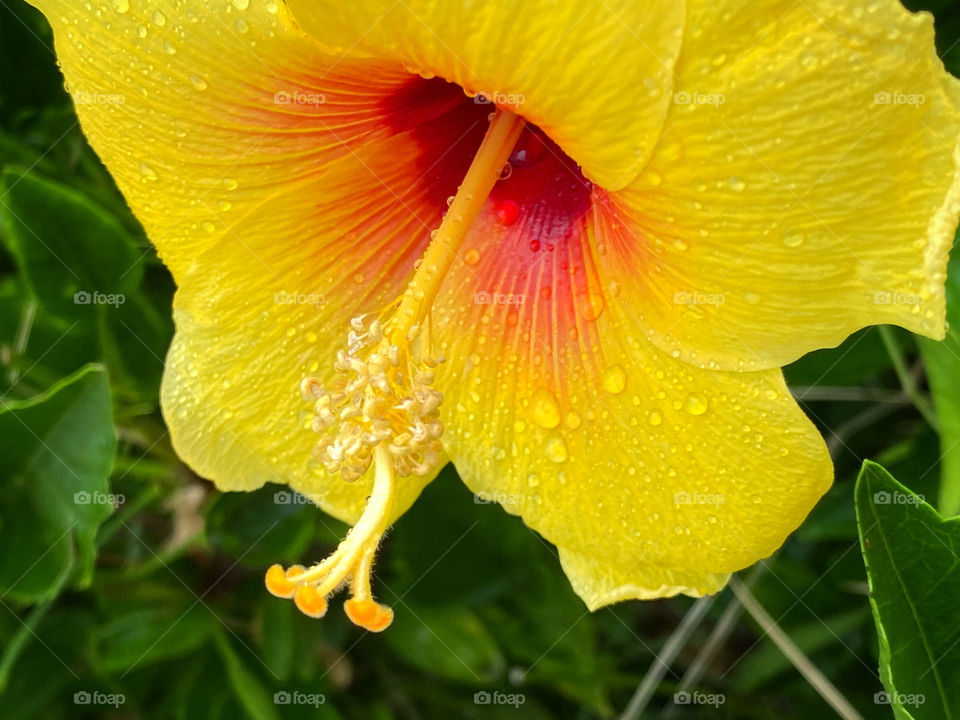Hawaii State Flower, a yellow hibiscus with rain drops on its petals