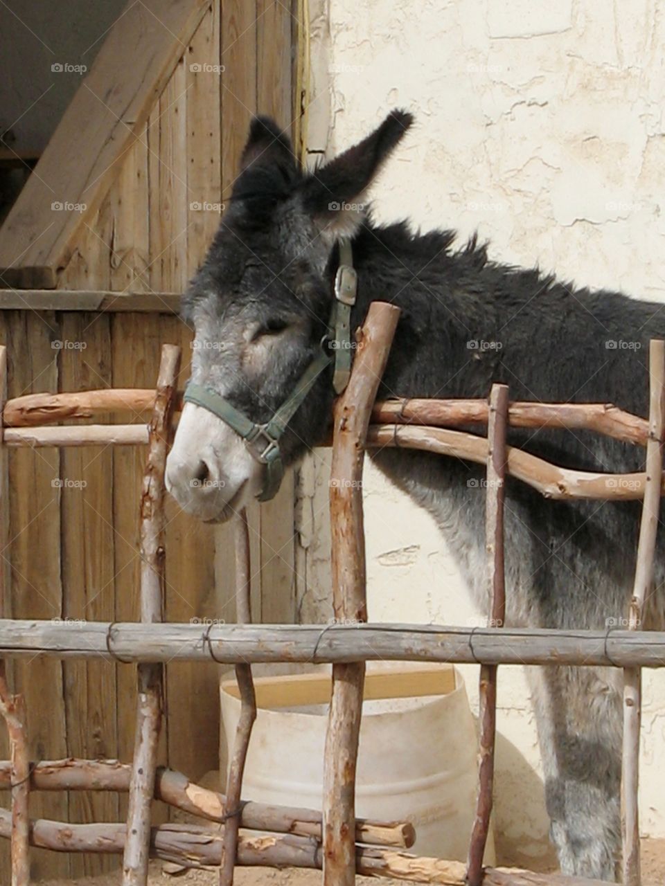 Donkey