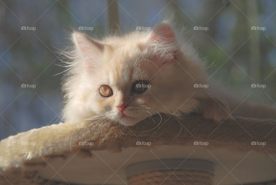 Orange Persian Kitten Sitting in Sunlight 